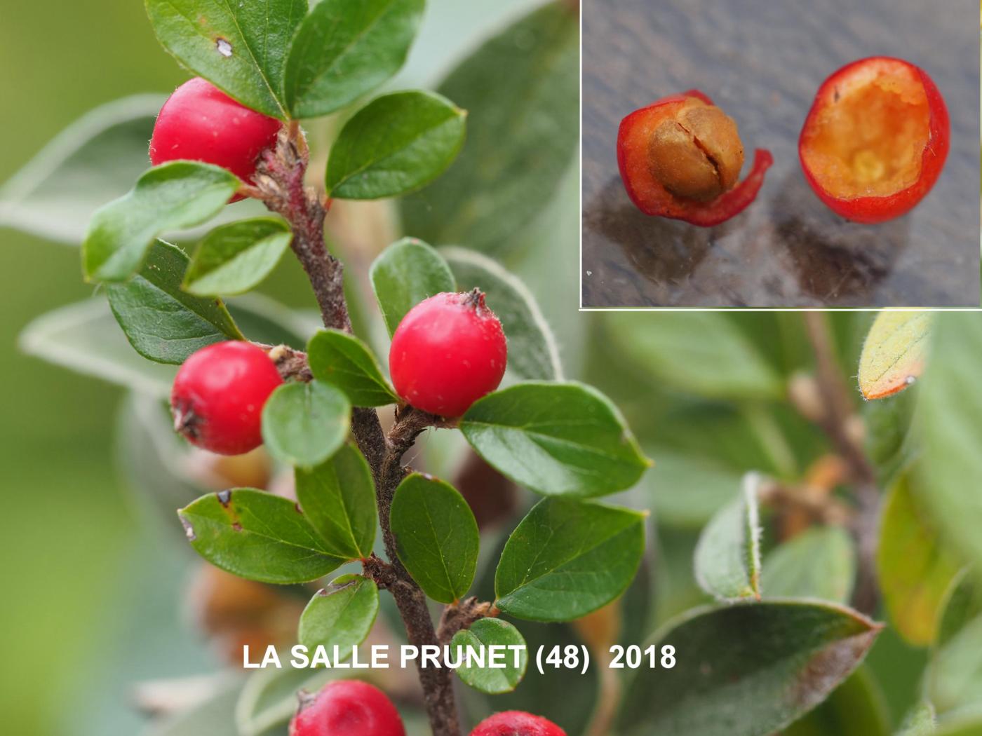 Cotoneaster, Rockspray fruit